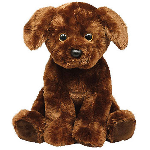 brown dog teddy