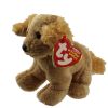 TY Beanie Baby - COPPER the Cocker Spaniel (5.5 inch - Mint)