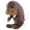 TY Beanie Baby - JOLLY the Walrus (7 inch) (Mint)