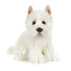 Webkinz Virtual Pet Plush - Signature - WEST HIGHLAND TERRIER (12 inch) (Mint - Unused Code)